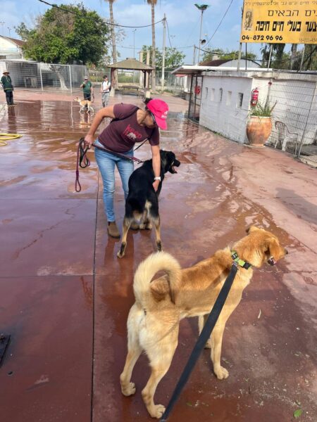 שבוע המעשים הטובים 2025 תמונות מההתנדבות
